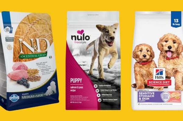Best Affordable Dog Foods